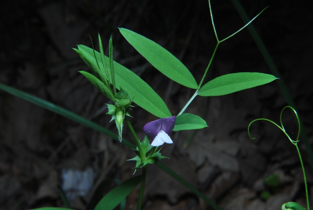 Vicia bithynica / Veccia dentellata